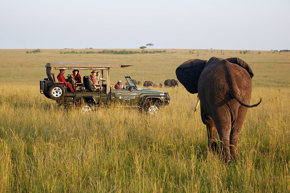 Guests watch an elephant while on game drive