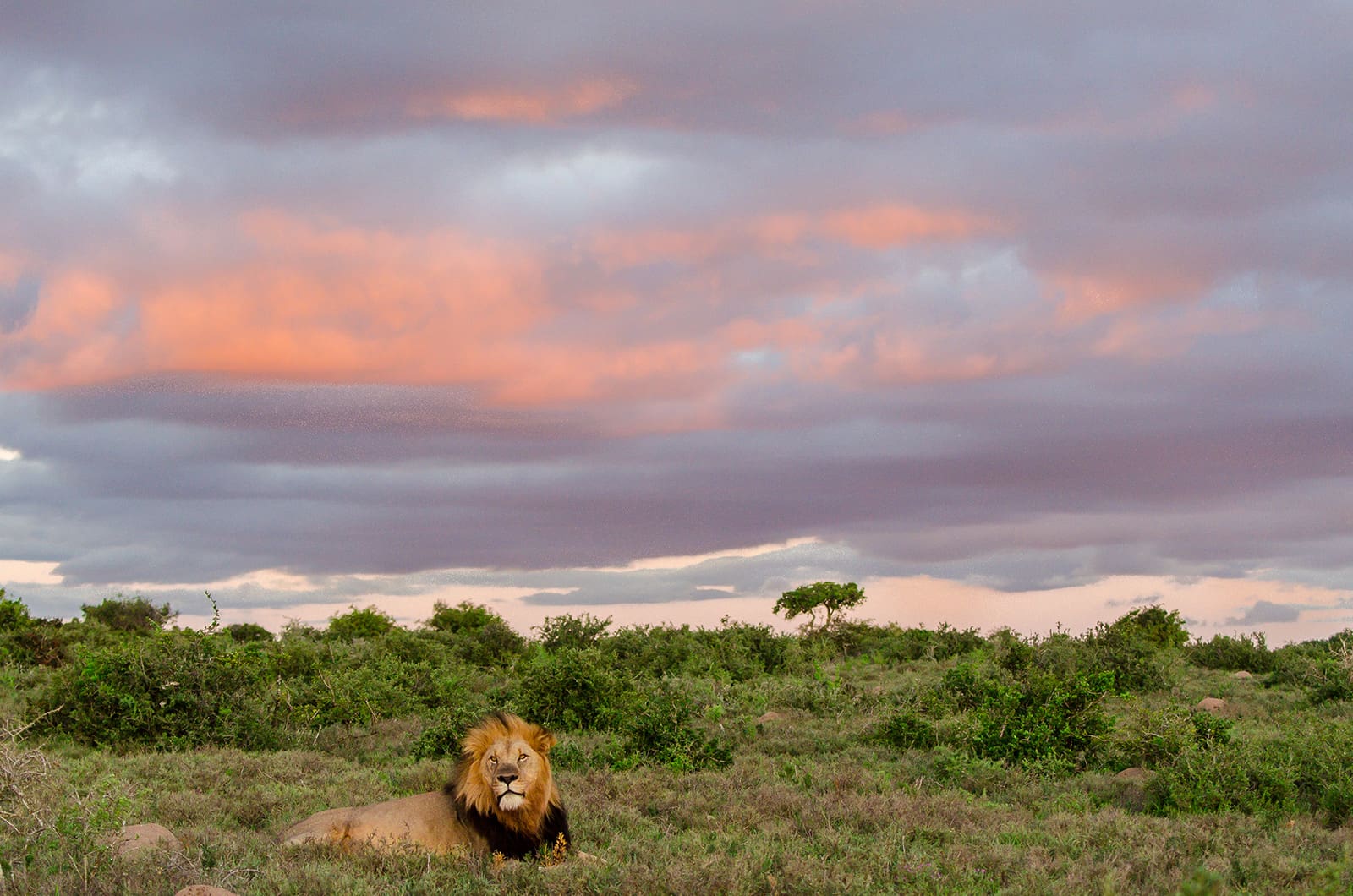 KWANDWE PRIVATE GAME RESERVE – A lion in the sunset