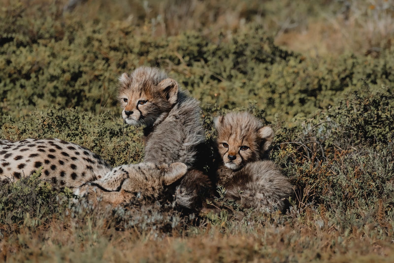 KWANDWE PRIVATE GAME RESERVE – Cheetah cubs – Nik and Denny (@denny.waves)