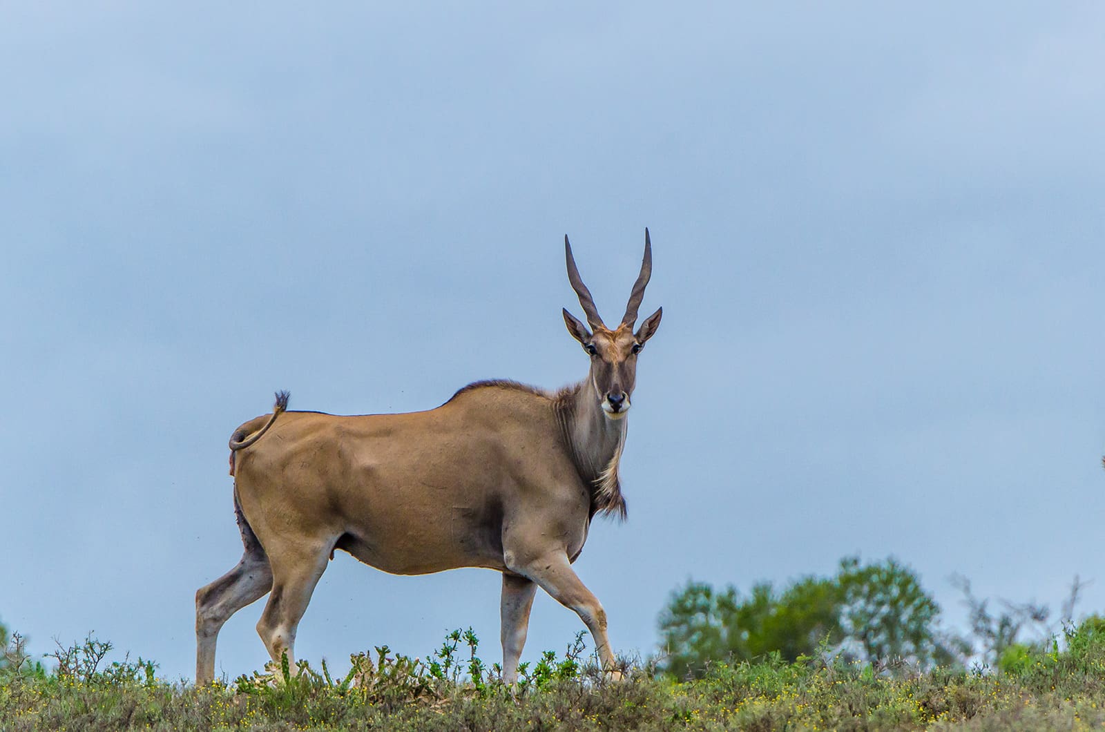 KWANDWE PRIVATE GAME RESERVE – Eland staring into the camera