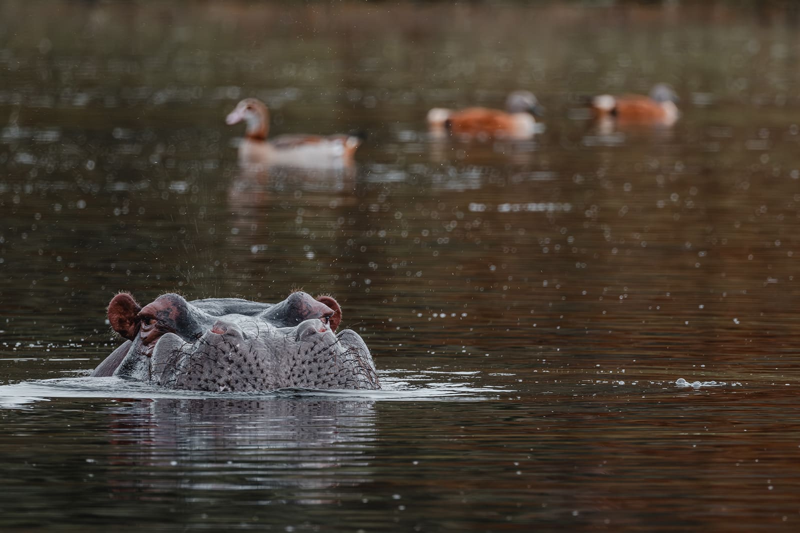 KWANDWE PRIVATE GAME RESERVE – Hippo peek – Nik and Denny (@denny.waves)