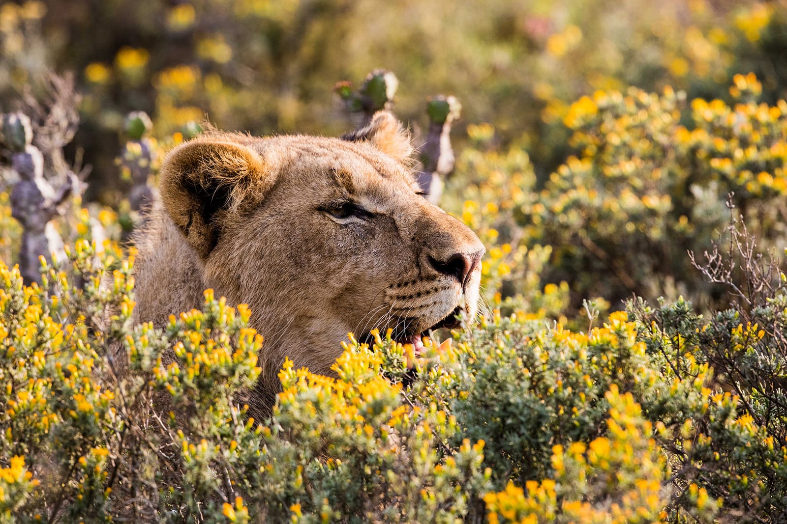 KWANDWE PRIVATE GAME RESERVE – Lion peeking out over the bushes