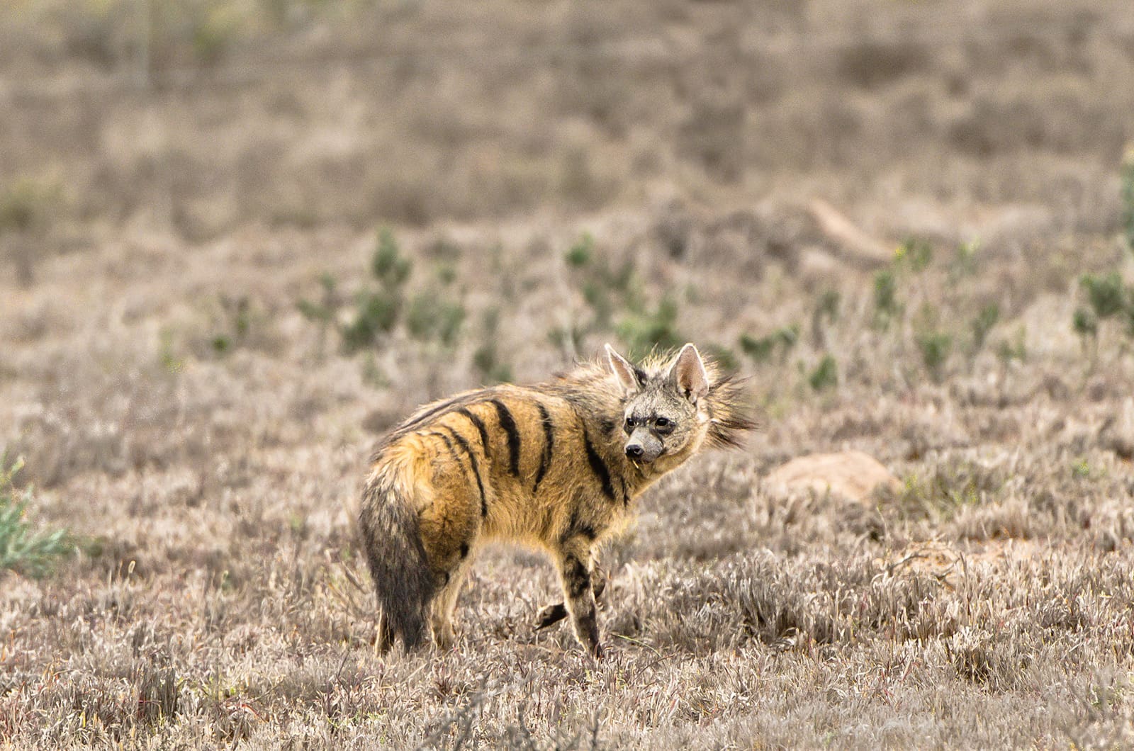 KWANDWE PRIVATE GAME RESERVE – Striped hyena