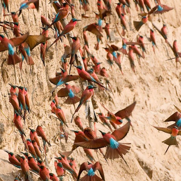 Carmine Bee-eaters nest inside the banks of the river