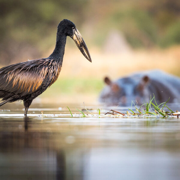 beagle expeditions african openbill