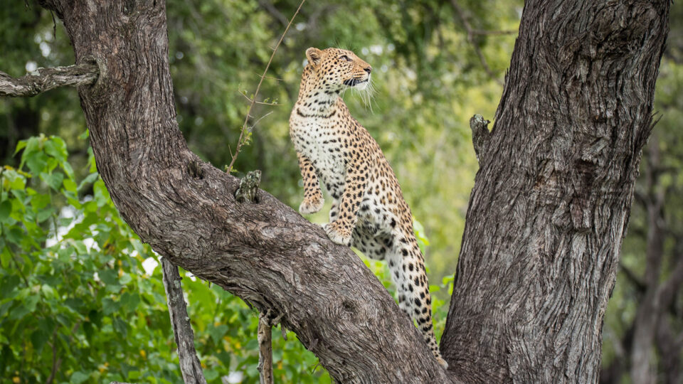 beagle expeditions leopard exploring a tree