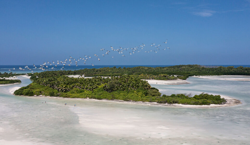 Crab Plovers fly over Bijoutier Island