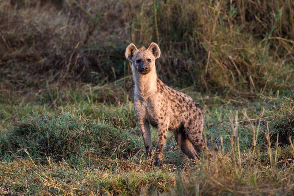 A hyena lifts his head to listen to the noises around him