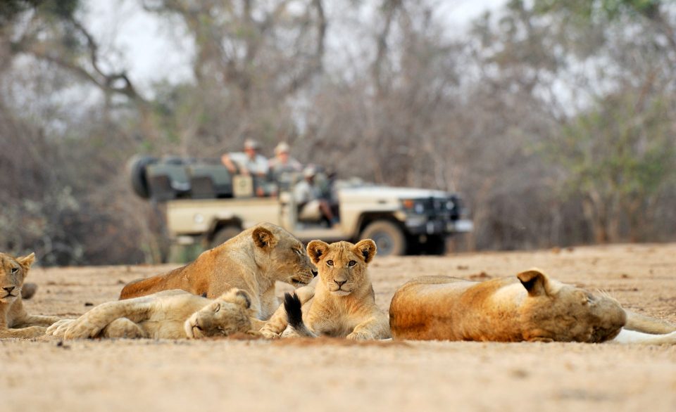 Guests watch a pride of lions from a vehicle