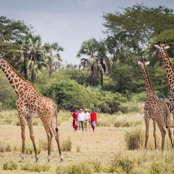Guests on a walk with Masaai and giraffes