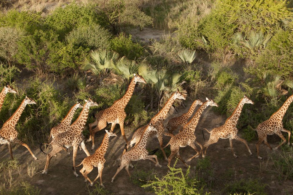 A journey of giraffe on the move through some shrubs