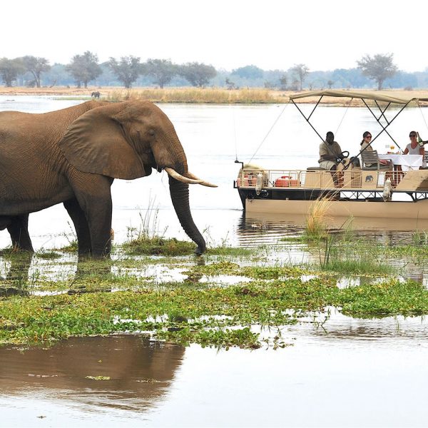 A pontoon lunch on the water with an elephant