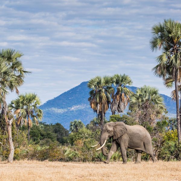 An elephant walking in front of palm trees with mountains in the background