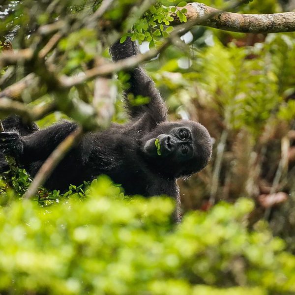 A young gorilla hangs from a tree