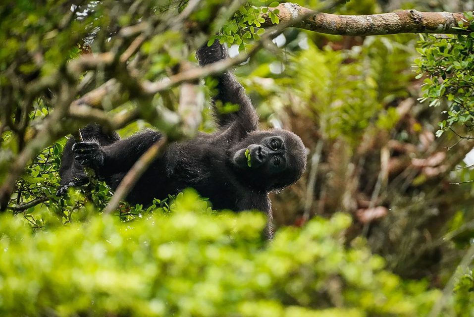 A young gorilla hangs from a tree