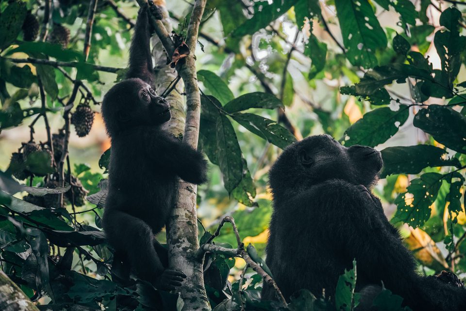 A mother and young gorilla look up to the sky while climbing in the trees
