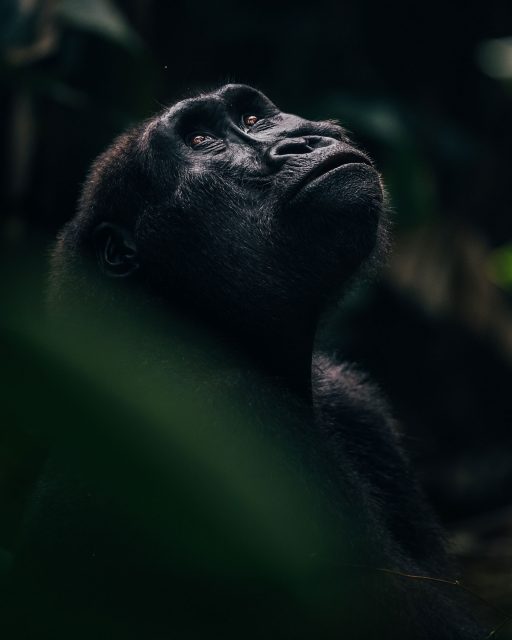 A gorilla looks serenely up to the sky