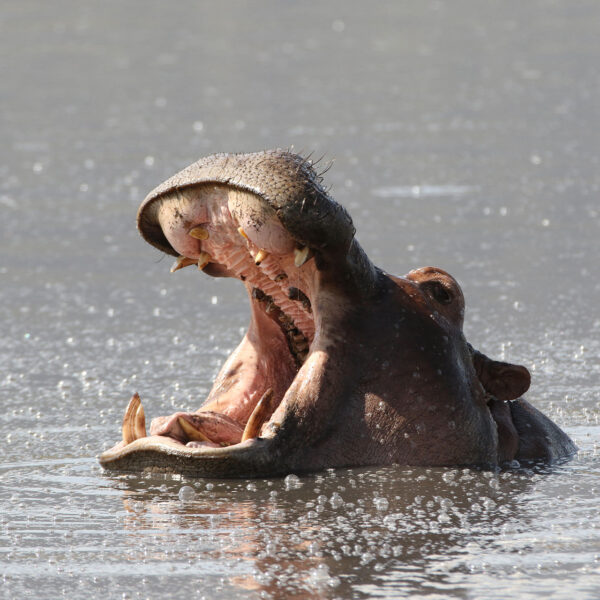 fothergill hippo in the lake with mouth open