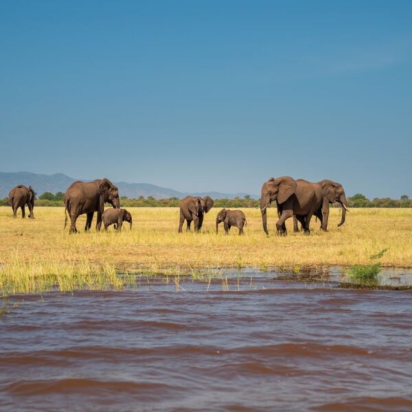 fothergill wildlife elephants on the shore