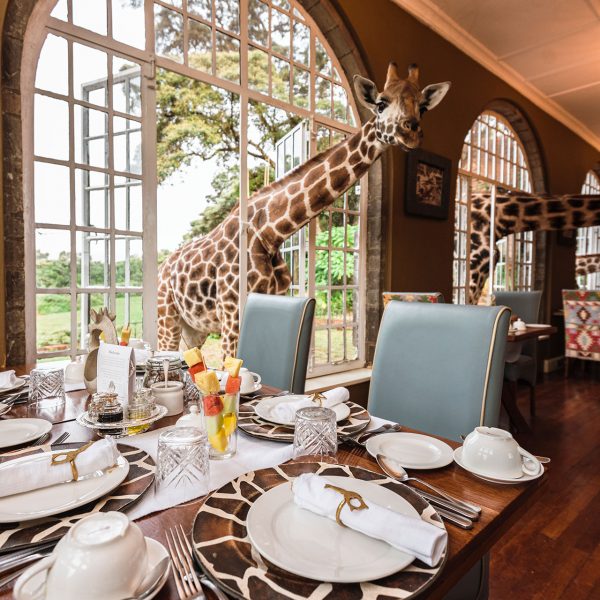Giraffes stick their heads through the windows of the breakfast room, waiting for the guests to arrive