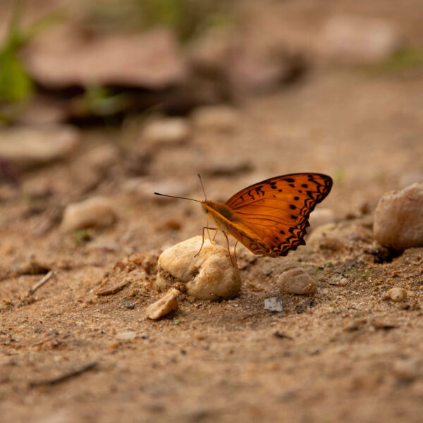 kamba wildlife butterfly (josh duffus)