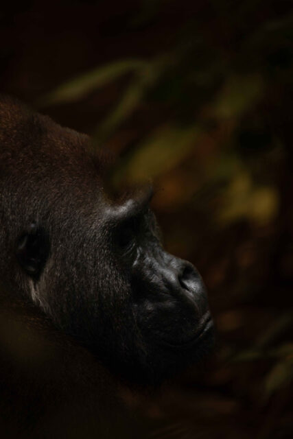 kamba wildlife gorilla profile (josh duffus)