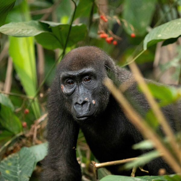 kamba wildlife peeking gorilla (josh duffus)