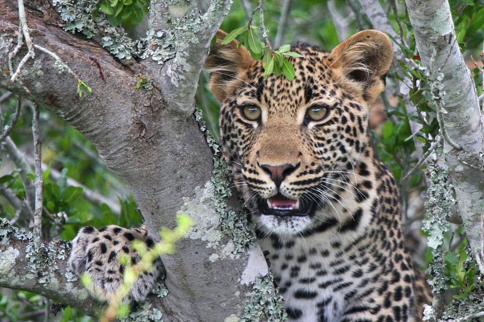 a leopard in a tree at Kwandwe Private Game Reserve