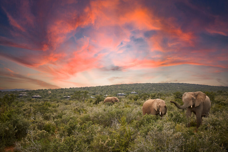 kwandwe private game reserve ecca lodge scenery elephants