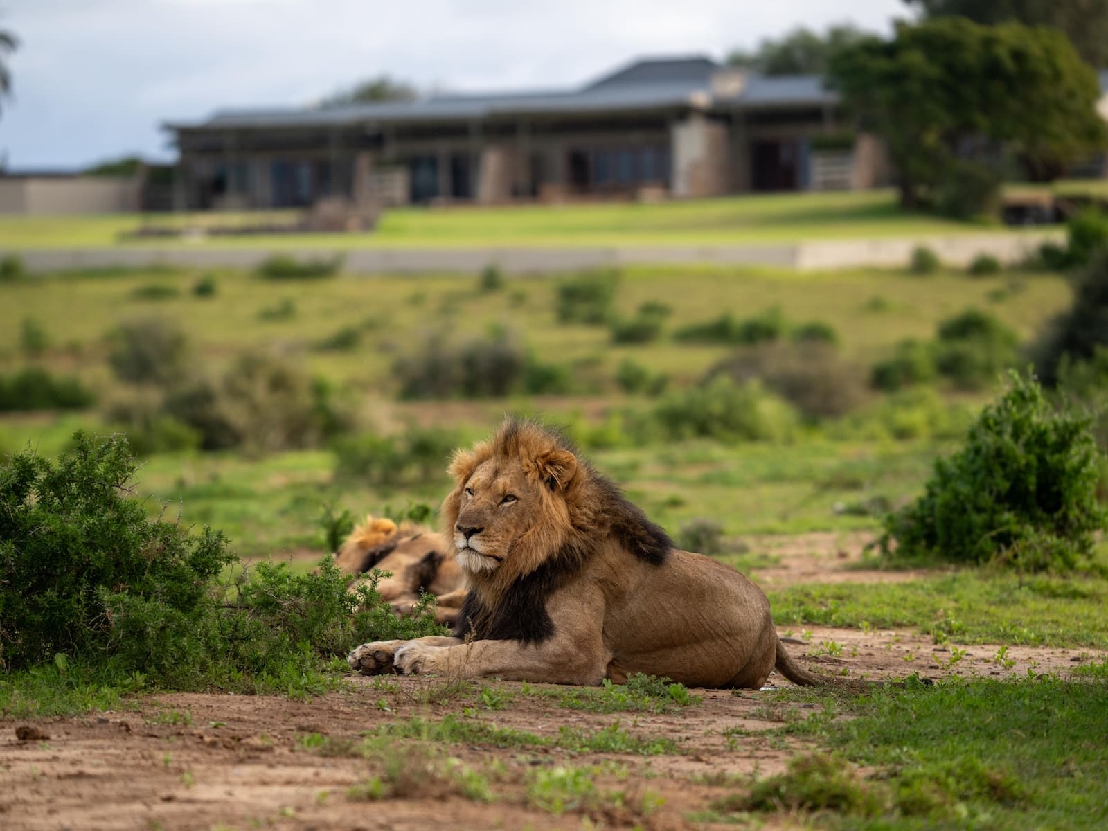 KWANDWE PRIVATE GAME RESERVE - Fort House - Lions in front of Fort House