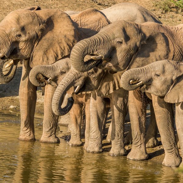 a herd of elephants drinks from the dam
