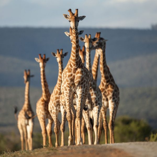 A journey of girafe walking down the road