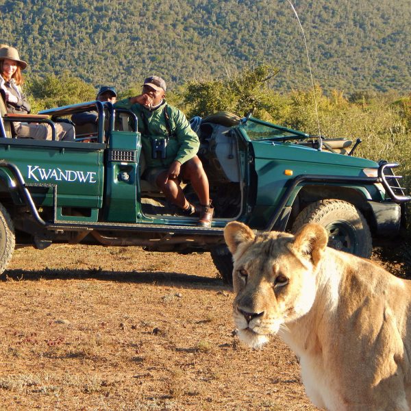 Guests sit on a game vehicle and watch a lion