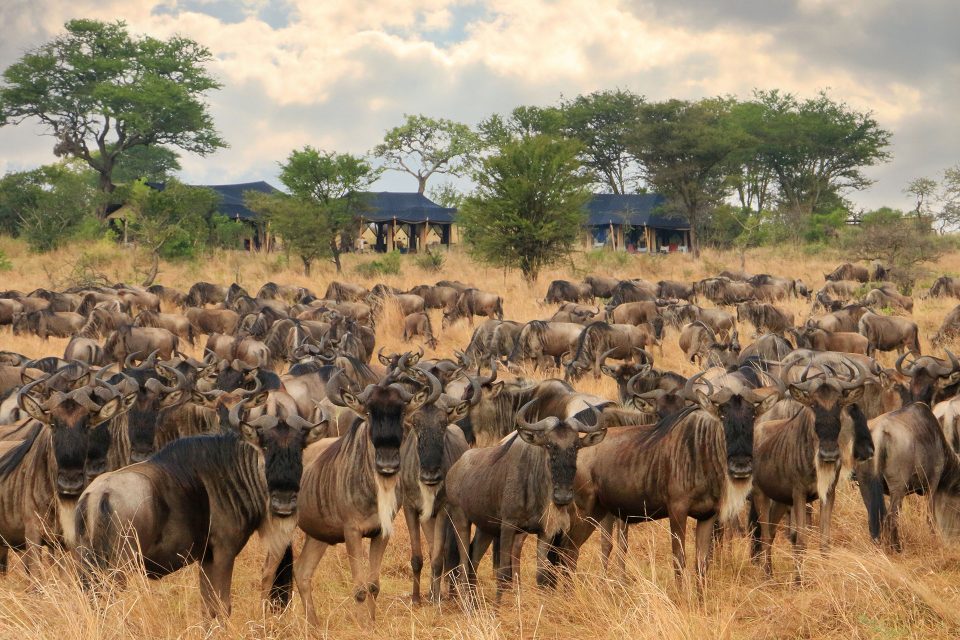 The front row of wildebeest looks at the camera amongst hundreds of other wildebeest grazing on the grass with Songa Camp in the background