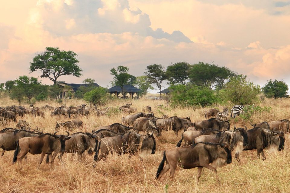 A herd of wildebeest and two zebras passing by Songa Camp