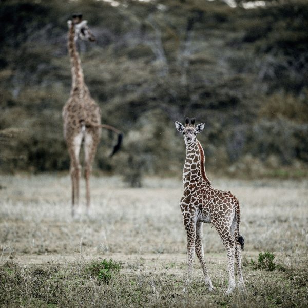 An adult and young giraffe move along the plains