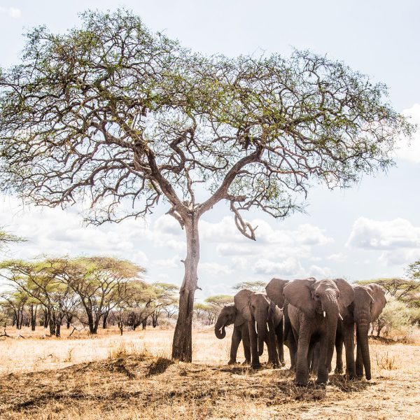 A herd of elephants under a tree