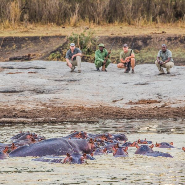 Guests on a walking safari admire a pod of hippos