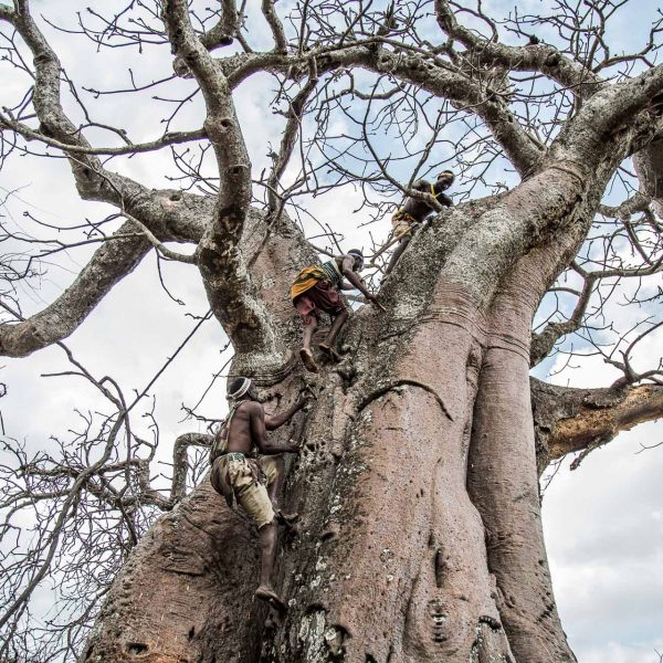 Men of the Hadzabe tribe climb up a baobab tree