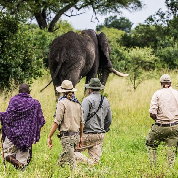 Guests looking at an elephant while on a walking safari with a guide