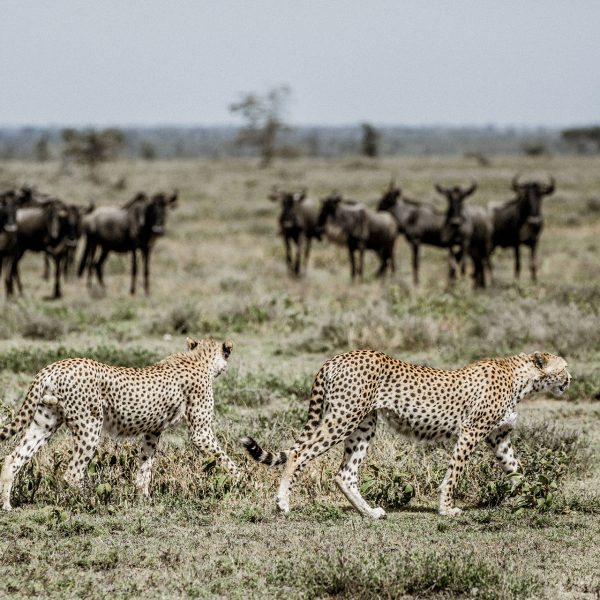 2 cheetahs walking past a small herd of wildebeest