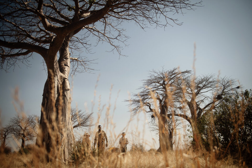 nomad tanzania kigelia, ruaha experiences walking safari
