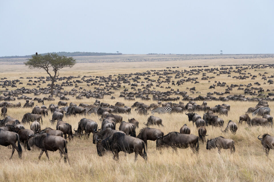 nomad tanzania the migration spreads across the plains (will burrard lucas)