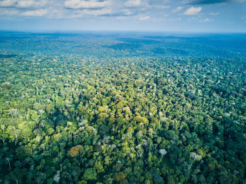 Aerial view of forest bleeding into the blue sky