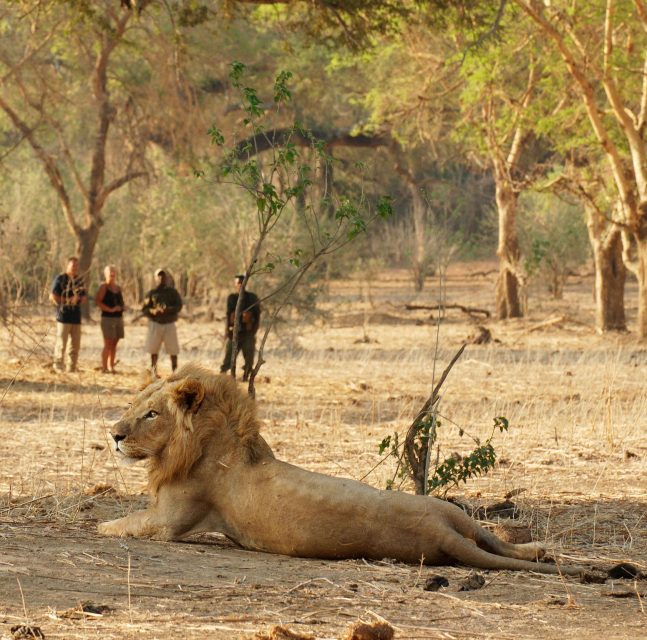 Guests watching a lion in the distance while on a walking safari