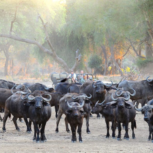 A large herd of buffalo