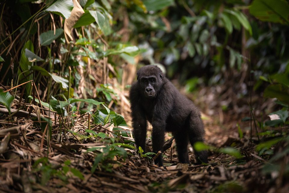 A young gorilla stands in the forest