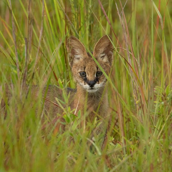 An African Golden Cat in the tall grasses