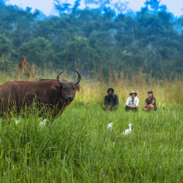 Guests watch a forest buffalo by foot