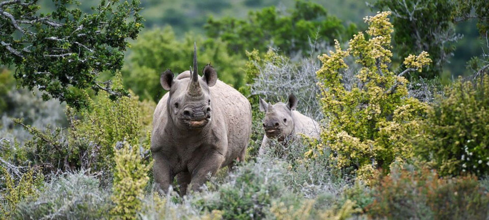 rhino kwandwe